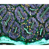 18th Place    Dr. Julien Resseguier    University of Oslo    Department of Biosciences / Immunology    Oslo, Viken, Norway    Network of macrophages (white blood cells) of an adult zebrafish intestine    Confocal, Deconvolution, Fluorescence    60X (Objective Lens Magnification)