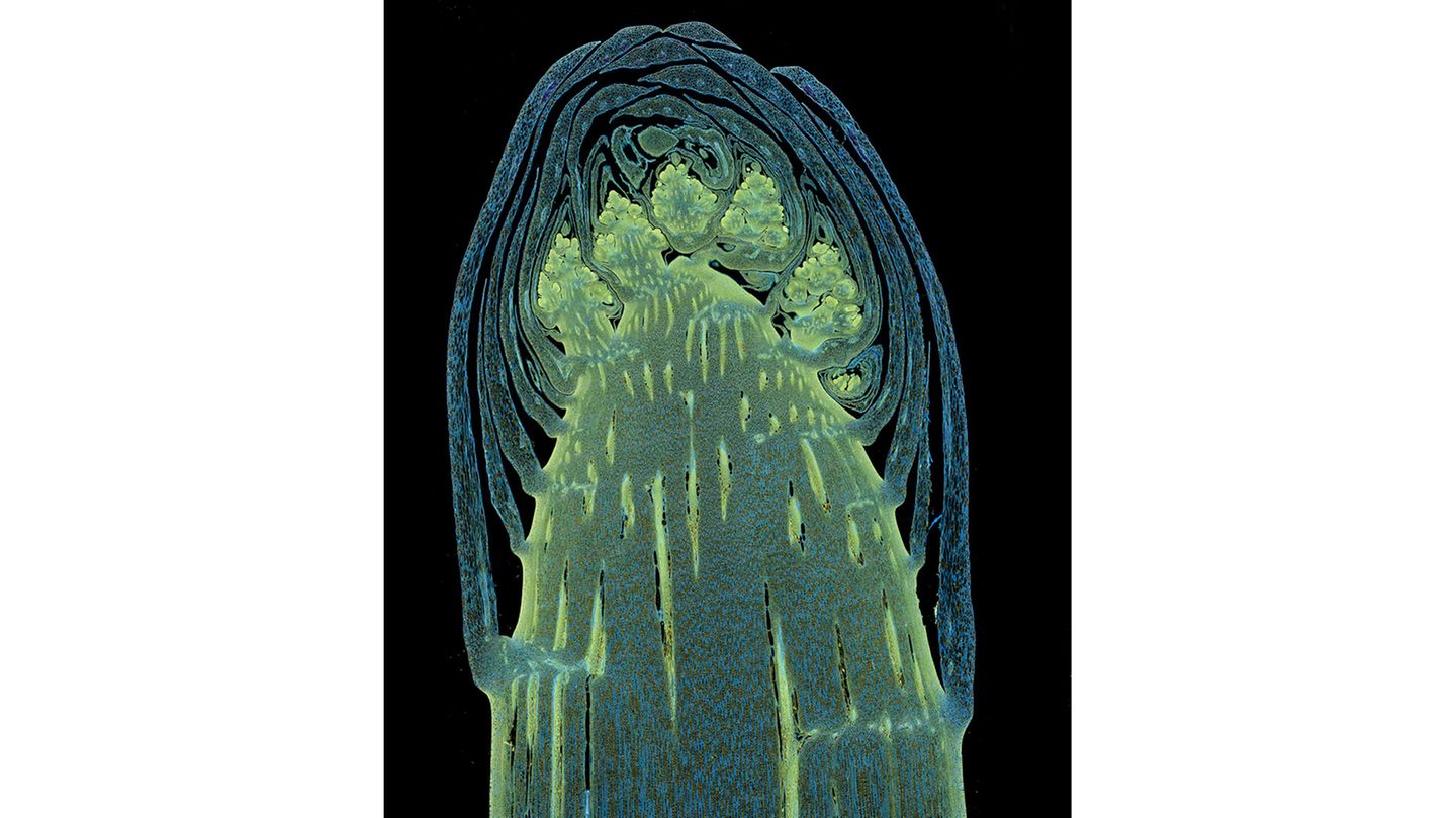 16th Place    Dr. Olivier Leroux    Ghent University    Department of Biology & Department of Plants and Crops    Ghent, Oost-Vlaanderen, Belgium    Longitudinal section through a white asparagus shoot tip    Fluorescence    10X (Objective Lens Magnification)