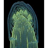 16th Place    Dr. Olivier Leroux    Ghent University    Department of Biology & Department of Plants and Crops    Ghent, Oost-Vlaanderen, Belgium    Longitudinal section through a white asparagus shoot tip    Fluorescence    10X (Objective Lens Magnification)