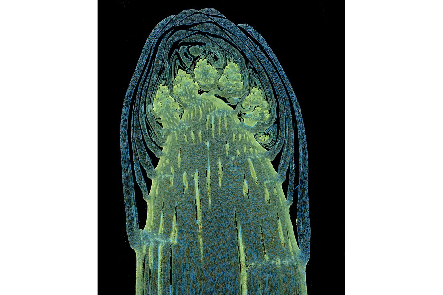16th Place    Dr. Olivier Leroux    Ghent University    Department of Biology & Department of Plants and Crops    Ghent, Oost-Vlaanderen, Belgium    Longitudinal section through a white asparagus shoot tip    Fluorescence    10X (Objective Lens Magnification)
