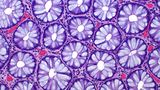 15th Place    Dr. Ziad El-Zaatari    Houston Methodist Hospital    Department of Pathology and Genomic Medicine    Houston, Texas, USA    Cross sections of normal human colon epithelial crypts    Brightfield    20X (Objective Lens Magnification)
