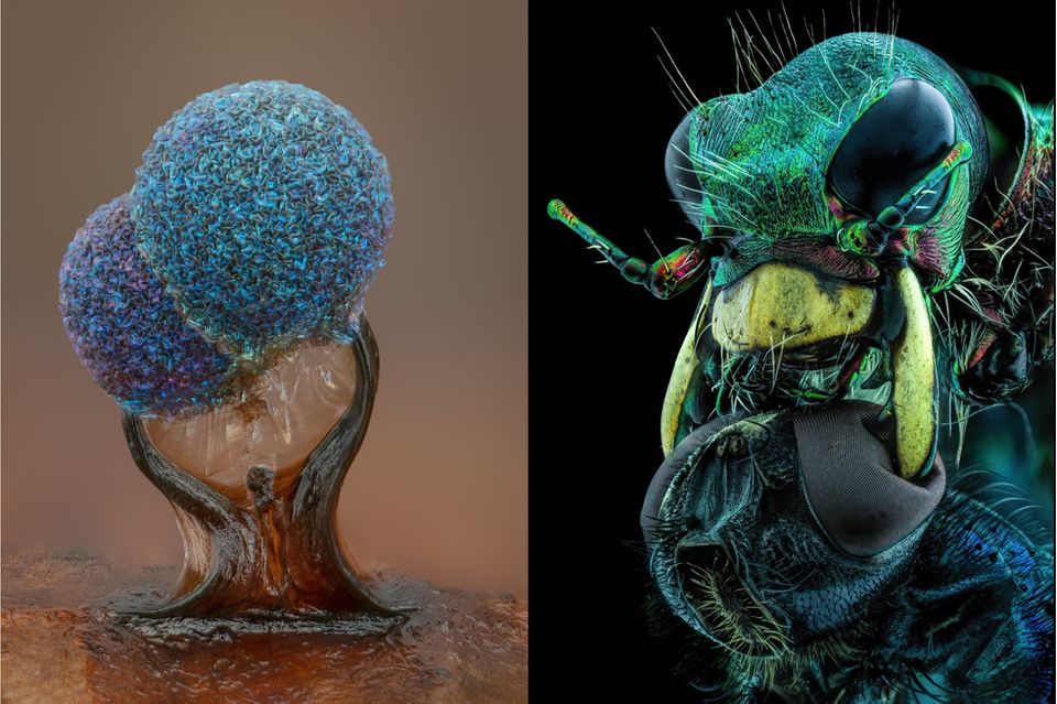 Nikon Small World 2022: Die besten Bilder aus der Welt des Unsichtbaren