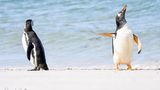 Auf den Falklandinseln fängt Jennifer Hadley diese amüsante Szene zweier Eselspinguine ein – der eine scheint sich brüskiert abzuwenden, während der andere ratlos in die Weite schaut. 