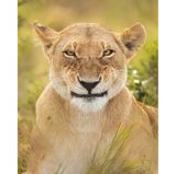 Dadurch, dass Alison Buttigieg den ganzen Morgen damit verbrachte, das Löwenrudel zu beobachten, konnte die Fotografin diesen ausdrucksstarken Gesichtsausdruck einfangen.