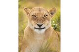 Dadurch, dass Alison Buttigieg den ganzen Morgen damit verbrachte, das Löwenrudel zu beobachten, konnte die Fotografin diesen ausdrucksstarken Gesichtsausdruck einfangen.