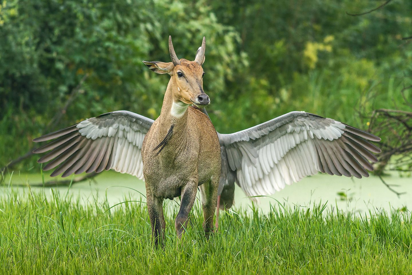 "Pegasus, the flying horse" Was auf den ersten Blick ein geflügeltes Pferd zu sein scheint, ist auf dem zweiten eine Nilgauantilope, die sich vor einem flügelschlagenden Saruskranich befindet. Die Antilope hatte sich dem Nest des Vogels genähert und wurde verscheucht.