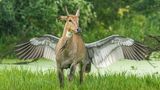 Was auf den ersten Blick ein geflügeltes Pferd zu sein scheint, ist auf dem zweiten eine Nilgauantilope, die sich vor einem flügelschlagenden Saruskranich befindet. Die Antilope hatte sich dem Nest des Vogels genähert und wurde verscheucht.