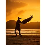 Während der Sonnenuntergang Cape Hillsborough in goldenes Licht tauchte, spielten zwei Wallabys am Strand. Dabei entstanden ulkige Formationen. Ein Snapshot von Michael Eastwell 