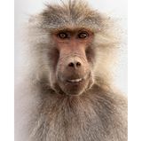 Ein schelmisches Affengrinsen fing Ahmed Alahmed in der saudi-arabischen Stadt Abha ein.