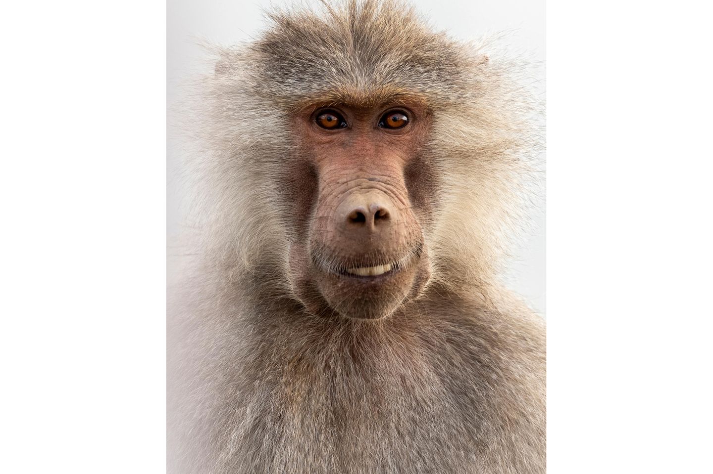 Ein schelmisches Affengrinsen fing Ahmed Alahmed in der saudi-arabischen Stadt Abha ein.