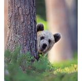 "Hey Nachbar! Kann ich mir von dir vielleicht etwas Honig leihen?" Vorsichtig lugt ein Braunbär hinter einem Baum hervor während Valtteri Mulkahainen auf den Auslöser drückt.