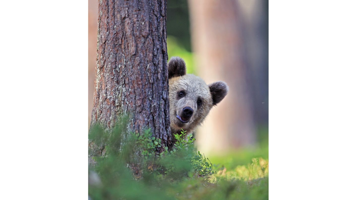 "Hey Nachbar! Kann ich mir von dir vielleicht etwas Honig leihen?" Vorsichtig lugt ein Braunbär hinter einem Baum hervor während Valtteri Mulkahainen auf den Auslöser drückt.