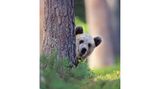 "Hey Nachbar! Kann ich mir von dir vielleicht etwas Honig leihen?" Vorsichtig lugt ein Braunbär hinter einem Baum hervor während Valtteri Mulkahainen auf den Auslöser drückt.