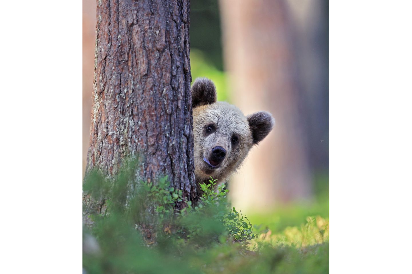 "Hey Nachbar! Kann ich mir von dir vielleicht etwas Honig leihen?" Vorsichtig lugt ein Braunbär hinter einem Baum hervor während Valtteri Mulkahainen auf den Auslöser drückt.