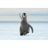 "Dieses Küken ist nun alt genug, um ins Meer zu gehen und für sich selbst zu sorgen", schreibt Thomas Vijayan über sein Foto.