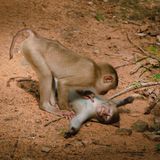 In völliger Entspannung erlebte Federica Vinci diesen wilden Affen, während er "von einem Freund massiert" wurde.