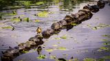 Das "wasserscheue" Entlein nahm lieber die trockene Schildkröten-Straße, rutschte aber nach ein paar Panzer-Kreuzungen ab. Eine Aufnahme von Ryan Sims.