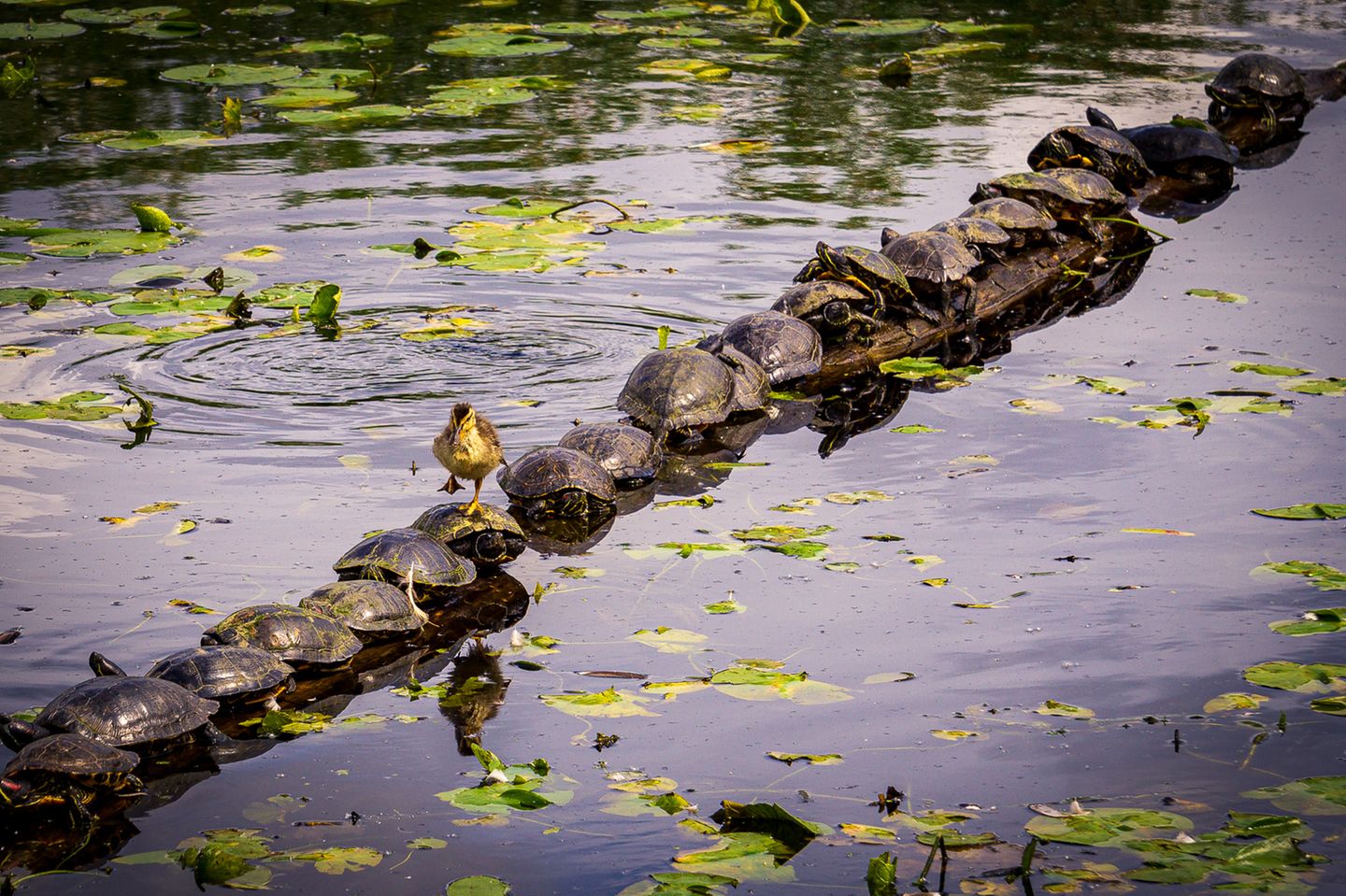 Das "wasserscheue" Entlein nahm lieber die trockene Schildkröten-Straße, rutschte aber nach ein paar Panzer-Kreuzungen ab. Eine Aufnahme von Ryan Sims.