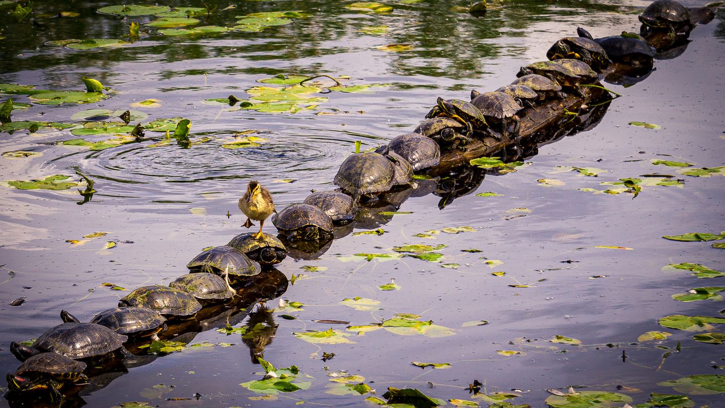 Das "wasserscheue" Entlein nahm lieber die trockene Schildkröten-Straße, rutschte aber nach ein paar Panzer-Kreuzungen ab. Eine Aufnahme von Ryan Sims.