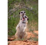 Freundschaftliche Strangulation: Sich kappelnde Erdmännchen in den Kalahari Trails in Südafrika erwischte Emmanuel Do Linh Sa mit seiner Kamera.