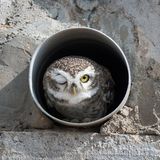 Auch Eulen flirten mit Fotografen. Diesmal wurde Arshdeep Singh angeblinzelt, der nach einem Jahr Corona-Pause erstmals wieder auf Reisen war - und sofort seine Kamera bereit hielt, als er eine Bewegung im Rohr erspähte.