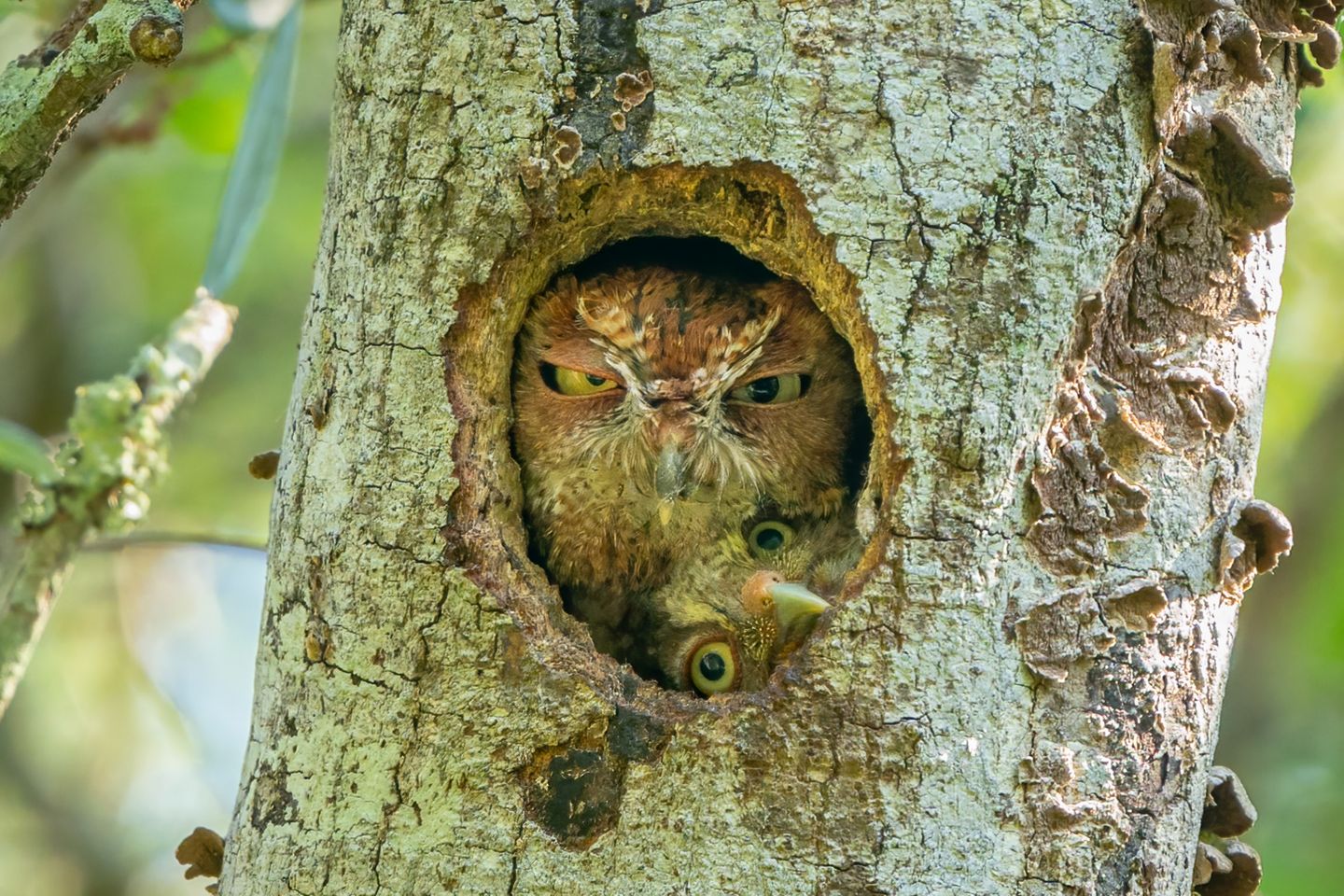 "Tight Fit!" Wenn der Nachwuchs älter wird, wird das Zuhause manchmal schlicht zu klein. Mark Schocken fotografierte eine Eulen-Mutter und ihr Jungtier, die versuchten, sich gemeinsam ins Nestloch zu quetschten. Nicht zur Freude der Mutter, wie man an ihrem Blick erkennen kann.
