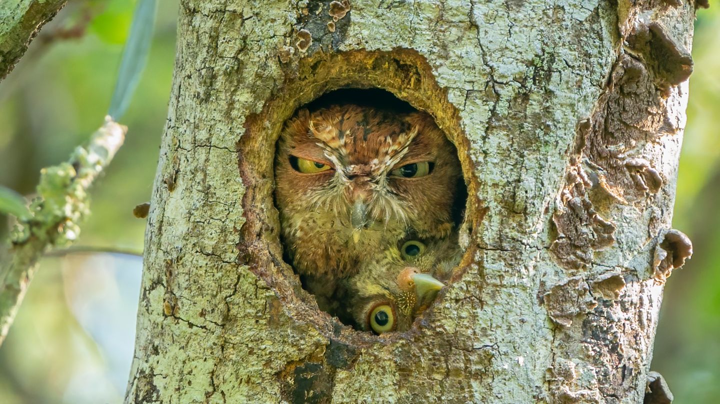 Wenn der Nachwuchs älter wird, wird das Zuhause manchmal schlicht zu klein. Mark Schocken fotografierte eine Eulen-Mutter und ihr Jungtier, die versuchten, sich gemeinsam ins Nestloch zu quetschten. Nicht zur Freude der Mutter, wie man an ihrem Blick erkennen kann.