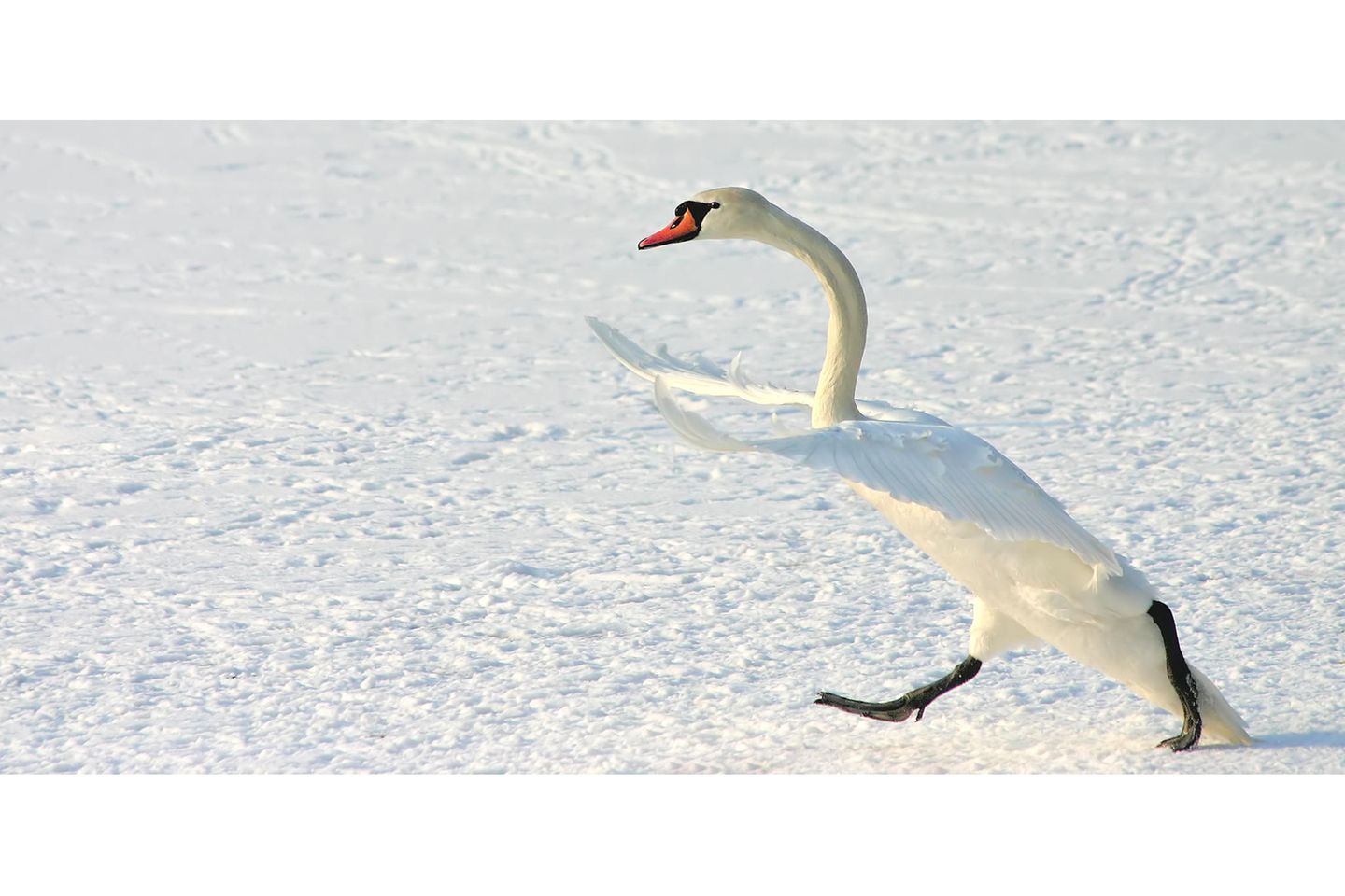 Der "spazierende" Schwan war eigentlich im Kampfmodus und vertrieb aggressiv einen Kontrahenten. Lustig sieht es dennoch aus! Bojan Bencic fotografierte diese Szene.