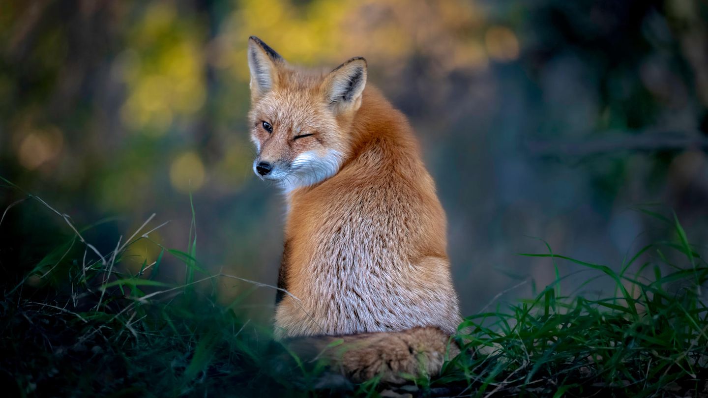 Wer bei diesem Anblick nicht schwach wird: Ein kleiner Rotfuchs-Flirt, fotografiert von Kevin Lohman.