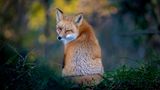 Wer bei diesem Anblick nicht schwach wird: Ein kleiner Rotfuchs-Flirt, fotografiert von Kevin Lohman.