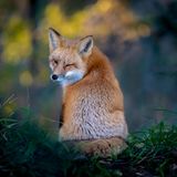 Wer bei diesem Anblick nicht schwach wird: Ein kleiner Rotfuchs-Flirt, fotografiert von Kevin Lohman.