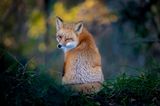 Wer bei diesem Anblick nicht schwach wird: Ein kleiner Rotfuchs-Flirt, fotografiert von Kevin Lohman.