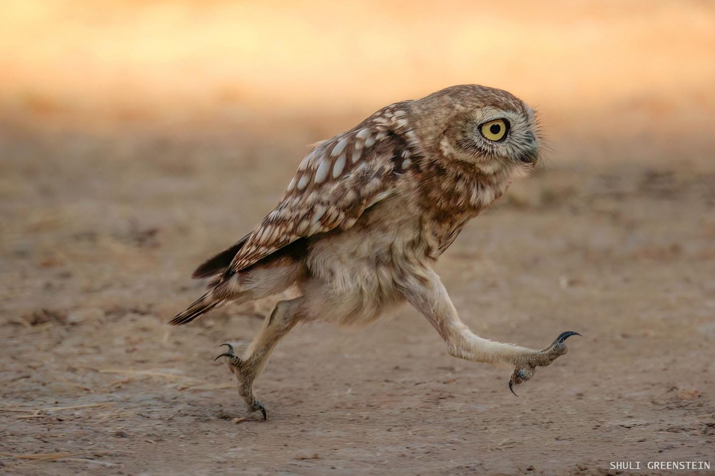 Ein weiterer Eulen-Moment von Shuli Greenstein, fotografiert im Judäischen Tiefland in Israel.
