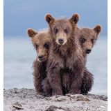 An einen Kerberos, einen dreiköpfigen Höllenhund aus der griechischen Mythologie, erinnern Paolo Mignos die drei schüchtern wirkenden Braunbären.