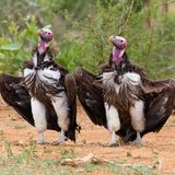 Auch Ohrengeier müssen innehalten. Ein Foto von Saverio Gatto.