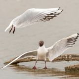 Auch Lachmöwen streiten, eingefangen wurde dieser Moment von Alex Cooper.
