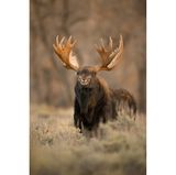 "Lächelt dieser Elchbulle ... oder bereitet er sich auf einen Angriff vor!?", schreibt Jorn Vangoidtsenhoven über sein Foto.