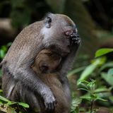 Auch das Mutterleben der Langschwanzmakaken ist ermüdend. Gesehen von Sophie Hart.