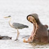 "Ahhhh... ich habe dich zum fressen gerne!" Gut gesehen von Jean Jacques Alcalay, der das gähnende Flusspferd neben dem Reiher fotografierte. Dieser befand sich auf dem Rücken eines anderen Flusspferdes, etwas versetzt, hinter dem müden Hippo. Nilpferde sind Pflanzenfresser und leben in einer friedlichen Koexistenz mit Reihern.