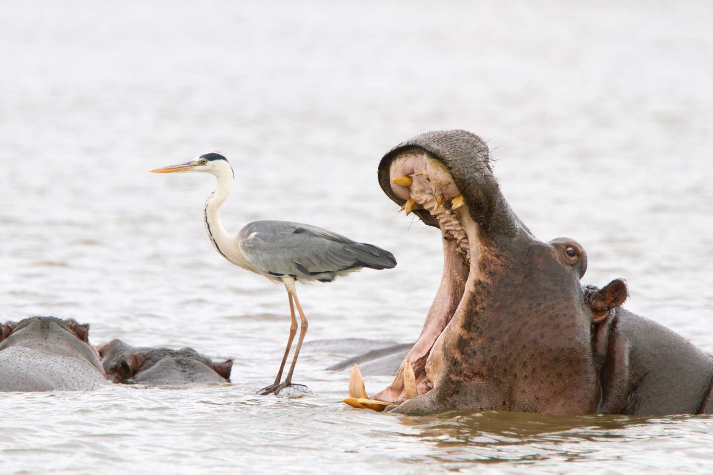"Misleading African viewpoints 2" "Ahhhh... ich habe dich zum fressen gerne!" Gut gesehen von Jean Jacques Alcalay, der das gähnende Flusspferd neben dem Reiher fotografierte. Dieser befand sich auf dem Rücken eines anderen Flusspferdes, etwas versetzt, hinter dem müden Hippo. Nilpferde sind Pflanzenfresser und leben in einer friedlichen Koexistenz mit Reihern.