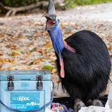 Wenn ein Kasuar deine Picknick-Decke betritt, solltest du die Flucht ergreifen. Die Vögel haben dolchartige Klauen und sind nicht ungefährlich. Genau diesen Moment dokumentierte Lincoln Macgregor. Das fröhlich wirkende Tier verschlang Fish und Chips, während der Fotograf den Auslöser drückte.