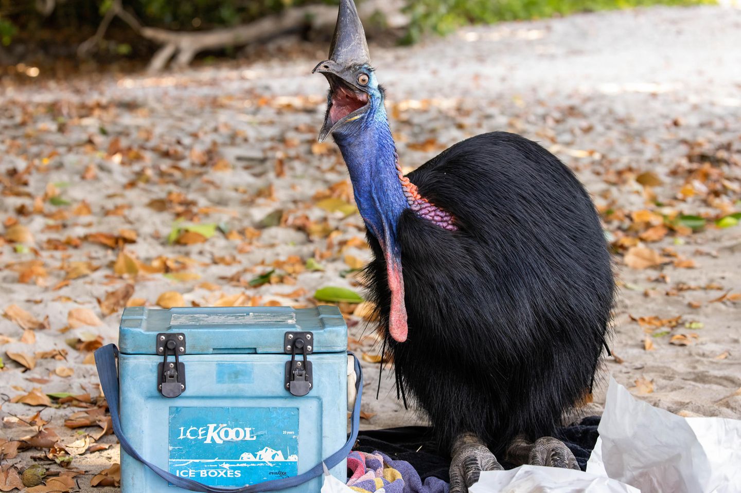 "Your Picnic's Mine!" Wenn ein Kasuar deine Picknick-Decke betritt, solltest du die Flucht ergreifen. Die Vögel haben dolchartige Klauen und sind nicht ungefährlich. Genau diesen Moment dokumentierte Lincoln Macgregor. Das fröhlich wirkende Tier verschlang Fish und Chips, während der Fotograf den Auslöser drückte.