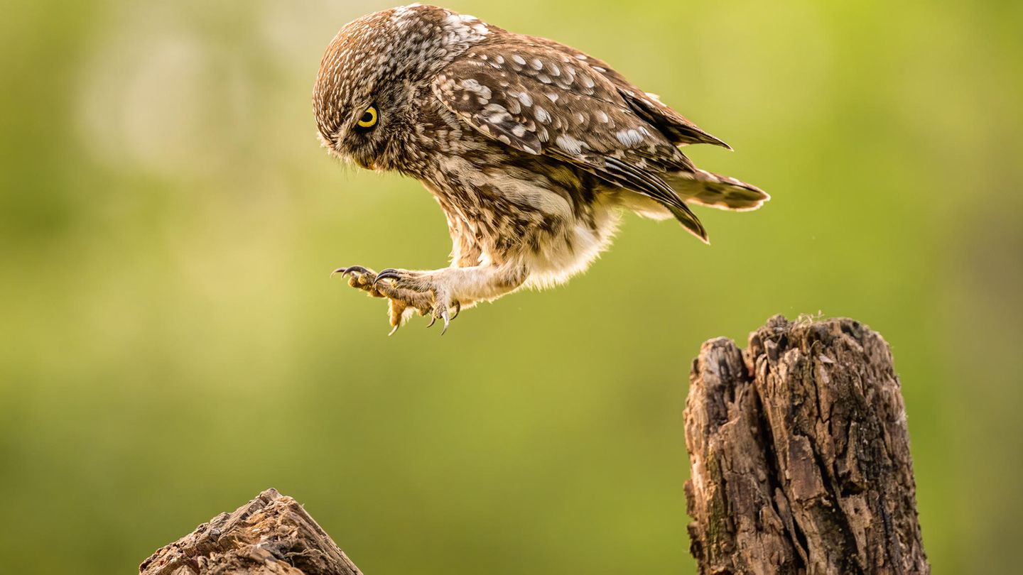 Fliegen ist heute nicht: Tímea Ambrus hüpfte eine "faule" Eule vor die Kamera.