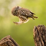 Fliegen ist heute nicht: Tímea Ambrus hüpfte eine "faule" Eule vor die Kamera.