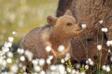 Dieses Bären-Baby, aufgenommen in Finnland, entdeckt die Natur - und macht dabei eine ziemlich niedliche Figur