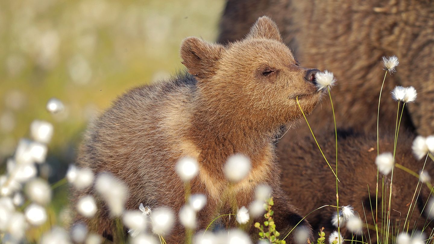 Dieses Bären-Baby, aufgenommen in Finnland, entdeckt die Natur - und macht dabei eine ziemlich niedliche Figur