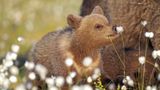 Dieses Bären-Baby, aufgenommen in Finnland, entdeckt die Natur - und macht dabei eine ziemlich niedliche Figur