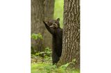 Dieser kleine Schwarzbär hatte mächtig Freude an einem Stock – und scheint sich bei Fotograf Dave Shaffer für dessen Aufmerksamkeit zu bedanken