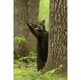 Dieser kleine Schwarzbär hatte mächtig Freude an einem Stock – und scheint sich bei Fotograf Dave Shaffer für dessen Aufmerksamkeit zu bedanken