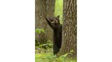 Dieser kleine Schwarzbär hatte mächtig Freude an einem Stock – und scheint sich bei Fotograf Dave Shaffer für dessen Aufmerksamkeit zu bedanken